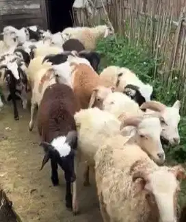 paket 10 ekor bakalan domba garut jantan 5-6 bulanan siap ternak puas