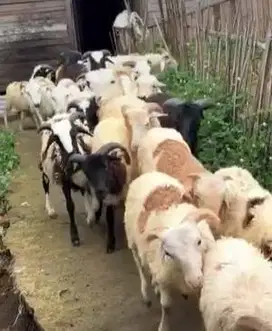 10 ekor bakalan domba garut jantan 5-6 bulanan siap ternak digemukin