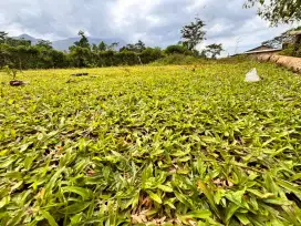 Rumput hias gajah lokal