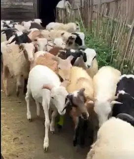 10 ekor bakalan domba garut jantan 5-6 bulanan siap penggemukan qurban