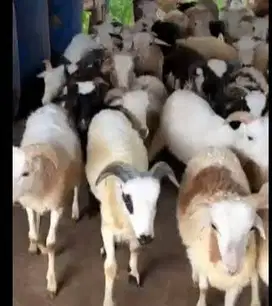 10 ekor bakalan domba garut jantan 5-6 bulanan siap penggemukan manteb