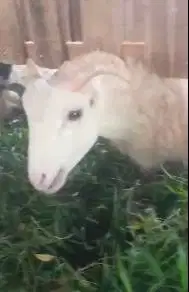10 ekor bakalan domba garut jantan 5-6 bulanan siap penggemukan qurban
