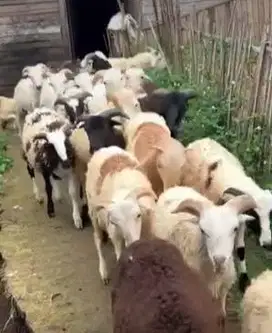 10 ekor bakalan domba garut jantan 5-6 bulanan siap penggemukan qurban