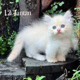 Kucing munchkin cebol kaki pendek