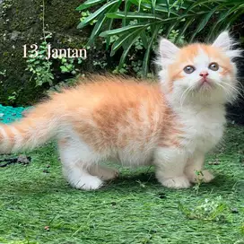 Kucing munchkin cebol kaki pendek