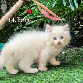 Kucing munchkin non standar