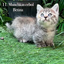 Kucing munchkin cebol kaki pendek
