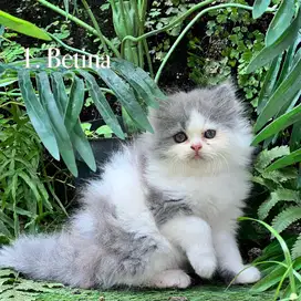 Kucing persia anggora abu putih