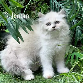 Kucing himalaya ragdoll kitten