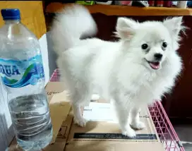 Anjing mini pom betina 7 bulan