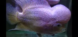 Ikan louhan golden base