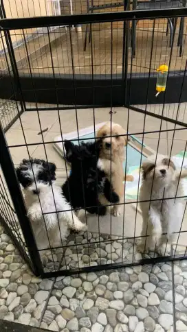 Maltese x poodle maltipoo anakan anjing