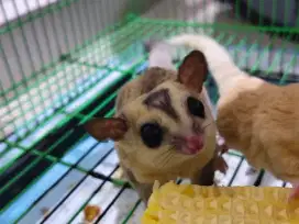 Sugar Glider usia 06  mo - 1 tahun
