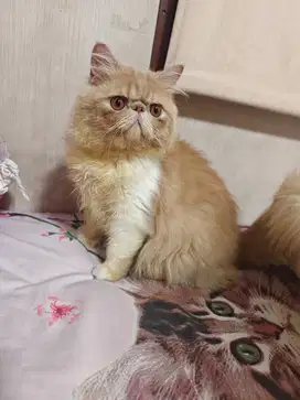 Kucing Peaknose pesek longhair 8 bulan