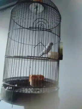 Burung parkit brisik