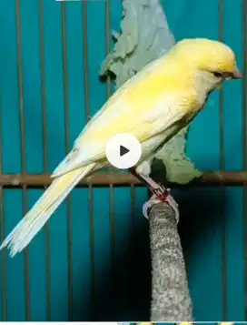 Kenari Riwikan Seri nilai Sendiri