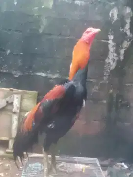 Ayam mangon siap rawat