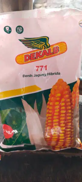 benih jagung 2 kampil