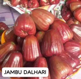 Jambu dalhari 1kg