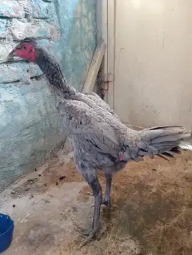 Ayam betina Mangon Silangan bangkok
