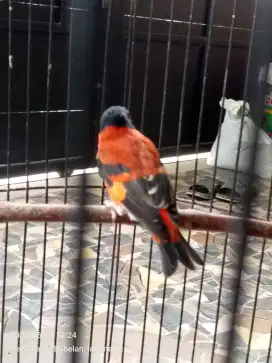 red siskin gacor