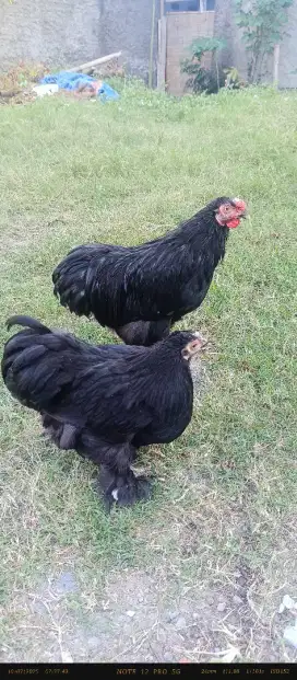 Ayam Hias Chochin