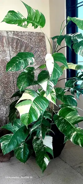 Epipremnum variegata