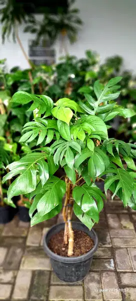 Epipremnum Variegata