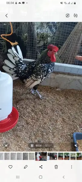 Jual ayam batik jantan umur 8 bulan