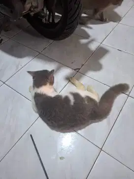 Bsh betina 6 bulan