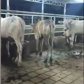 4 ekor sapi bakalan 1 tahunan jenis sapi jawa cross PO siap digemukin