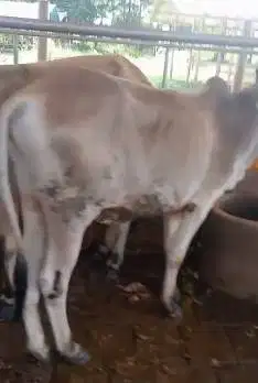 paketan 4 ekor sapi jawa bakalan 1 tahunan siap penggemukan qurban2026