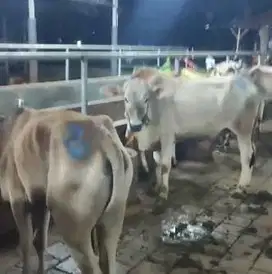 paketan 4 ekor sapi jawa bakalan 1 tahunan siap penggemukan qurban2026