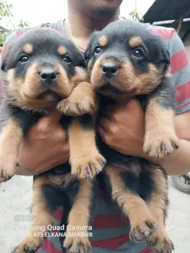 Anakan anjing ras