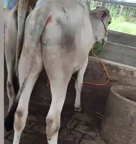 borongan 4 ekor sapi jawa bakalan 1 tahunan siap penggemukan kurban ok