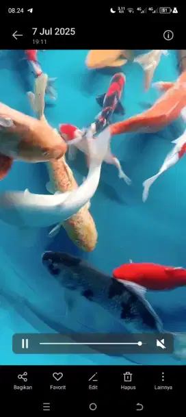 Jual bebagai jenis ikan koi mulai dari ukuran 20-60cm.