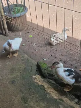 Jual bebek anak semua nya