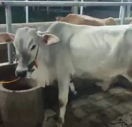 borongan 4 ekor bakalan sapi jawa jantanan 1 tahunan siap penggemukan