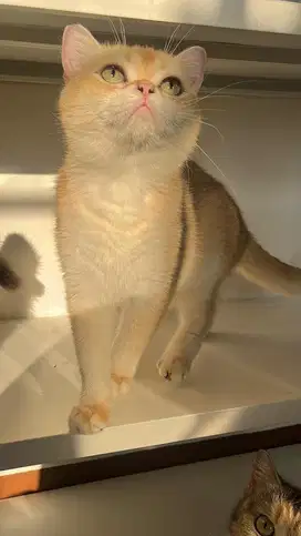 Kucing British Shorthair / BSH Golden