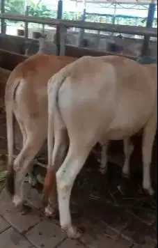 paketan 4 ekor bakalan sapi jawa jantan 1 tahunan siap qurban 2026 top
