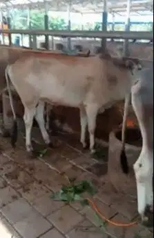 4 ekor bakalan sapi jawa jantan 1 tahunan layak piara ternak digemukin