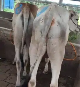 4 ekor bakalan sapi jantan ras jawaan 1 tahunan siap ternak piara puas