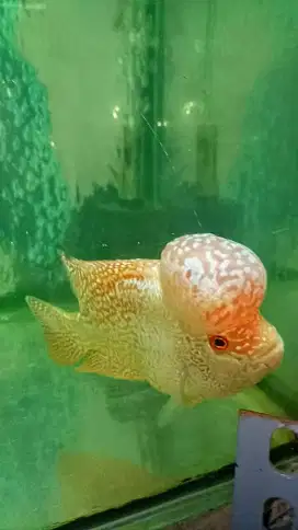 Louhan golden base big head