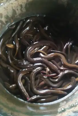 Makanan terbaik belut konsumsi