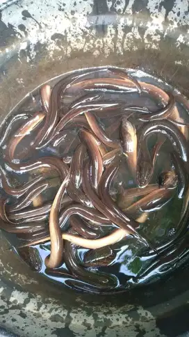 Menjual ikan belut konsumsi bahan kuliner fresh
