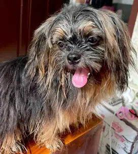 Anjing shihtzu mini