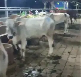 4 ekor sapi bakalan jawaan 1 tahunan siap penggemukan qurban 2026 puas