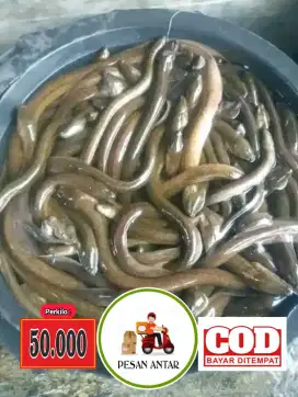 Makanan bergizi belut konsumsi fresh