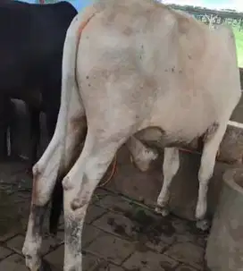 borongan 4 ekor sapi bakalan jantan jawaan 1 tahunan siap kurban 2026