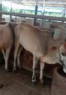 4 ekor bakalan sapi jawa jantanan 1 tahunan siap penggemukan kurban ok